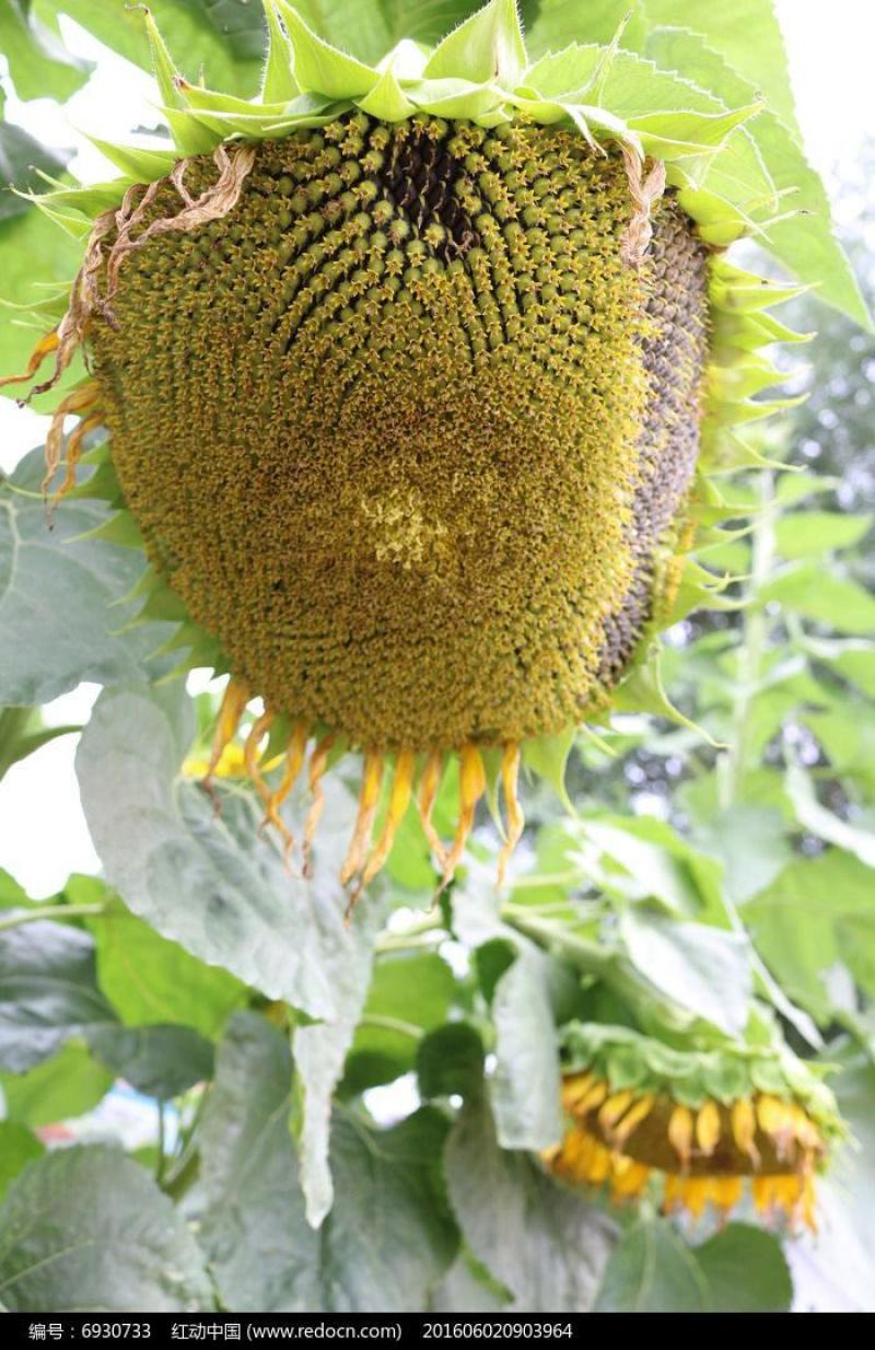 超级矮大头7676油葵种子三系杂交榨油葵花瓜种籽出油率高