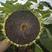 中字葵SL606F1向日葵种子中熟油葵籽高产耐旱抗倒伏