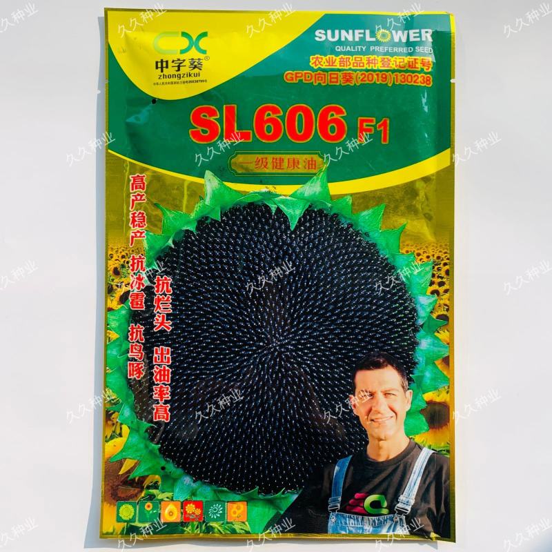 中字葵SL606F1向日葵种子中熟油葵籽高产耐旱抗倒伏