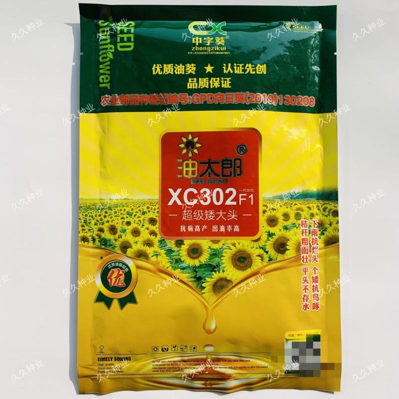 超级矮大头油葵种子油太郎XC302高产高油抗倒伏向日葵种