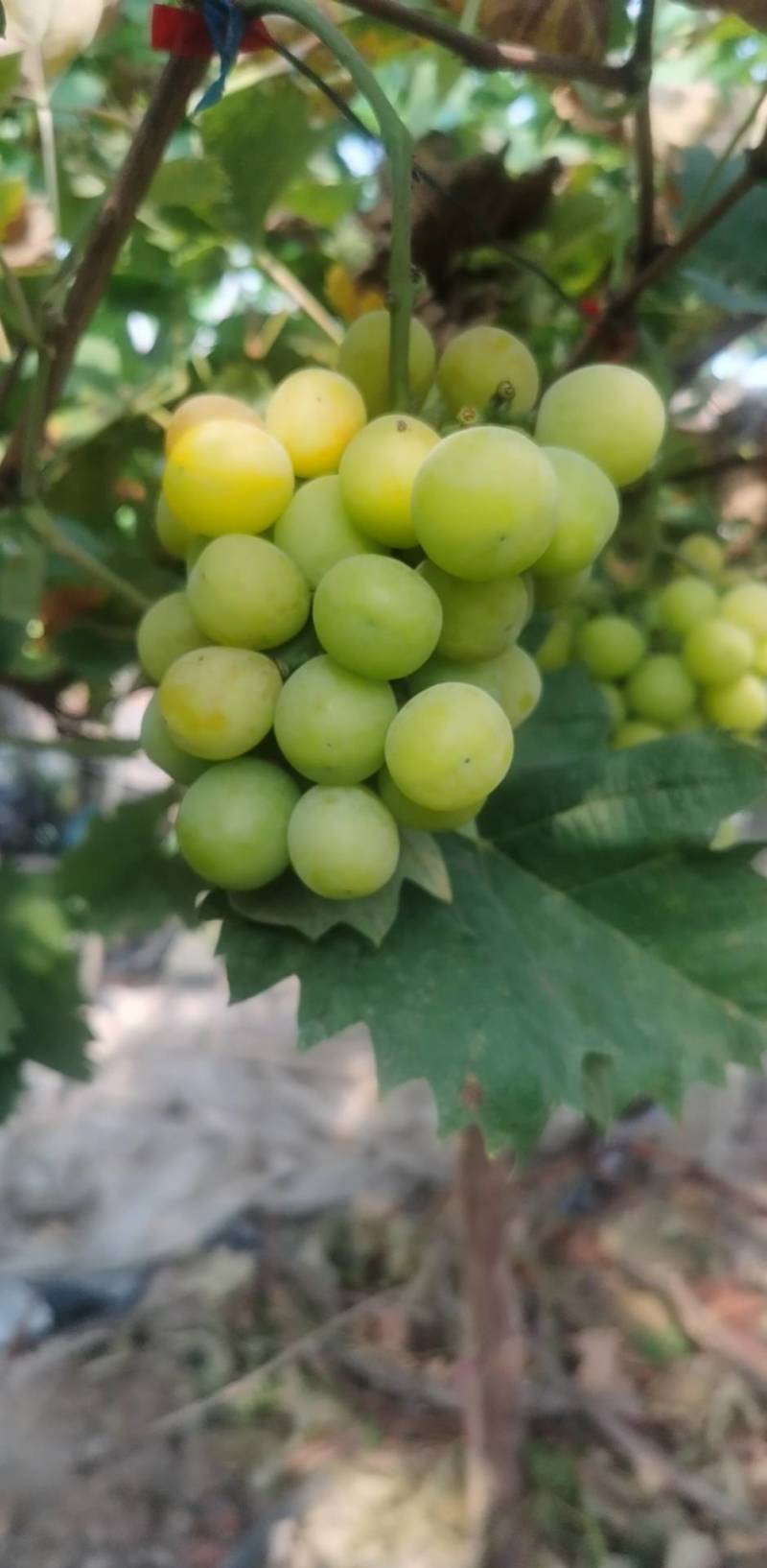 阳光玫瑰
