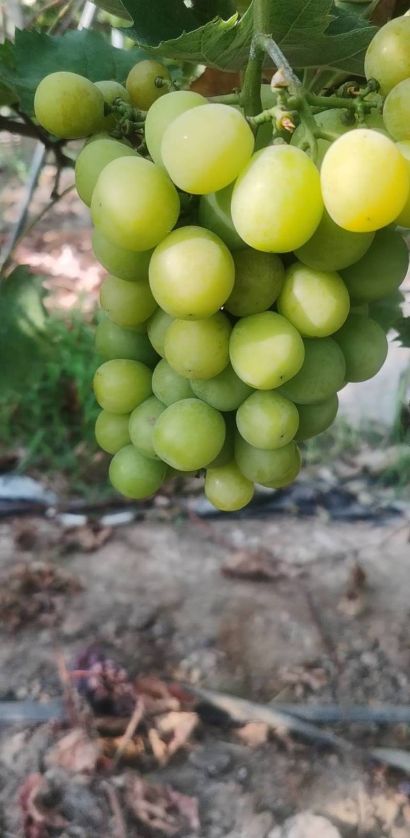 阳光玫瑰