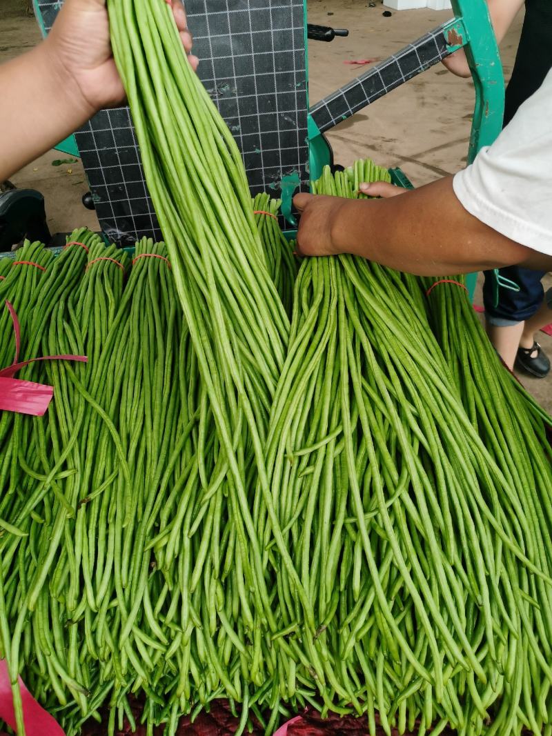 大量长豆角上市质量好能走南方市场加工厂。