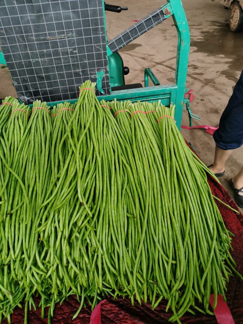 大量长豆角上市质量好能走南方市场加工厂。