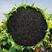 中字葵超级矮大头XC909F1油葵种子食用向日葵种子种籽