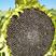 中字葵超级矮大头XC909F1油葵种子食用向日葵种子种籽