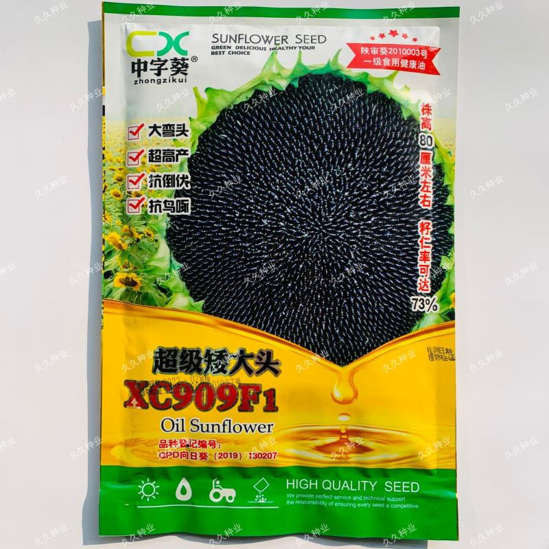 中字葵超级矮大头XC909F1油葵种子食用向日葵种子种籽