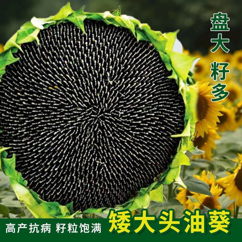 中字葵超级矮大头XC909F1油葵种子食用向日葵种子种籽
