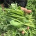 绿叶清香豌豆苗种子无须嫩豆苗尖阳台菜园大田农家秋季播蔬菜