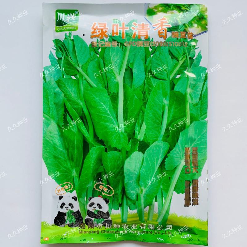 绿叶清香豌豆苗种子无须嫩豆苗尖阳台菜园大田农家秋季播蔬菜