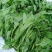 胖豆尖豌豆尖种子无须豌豆苗豌豆颠荷兰豆芽苗菜秋冬季田园