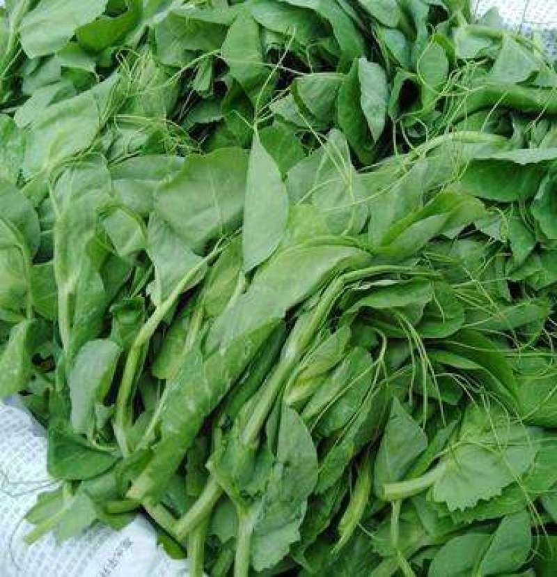胖豆尖豌豆尖种子无须豌豆苗豌豆颠荷兰豆芽苗菜秋冬季田园