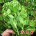 胖豆尖豌豆尖种子无须豌豆苗豌豆颠荷兰豆芽苗菜秋冬季田园