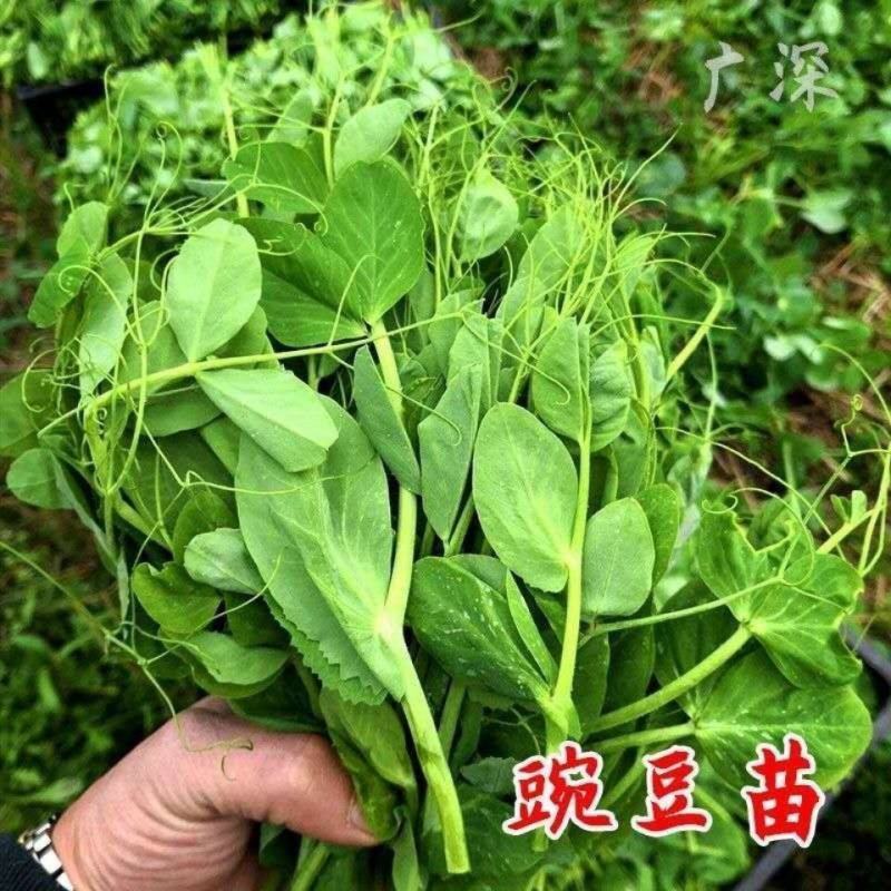 胖豆尖豌豆尖种子无须豌豆苗豌豆颠荷兰豆芽苗菜秋冬季田园