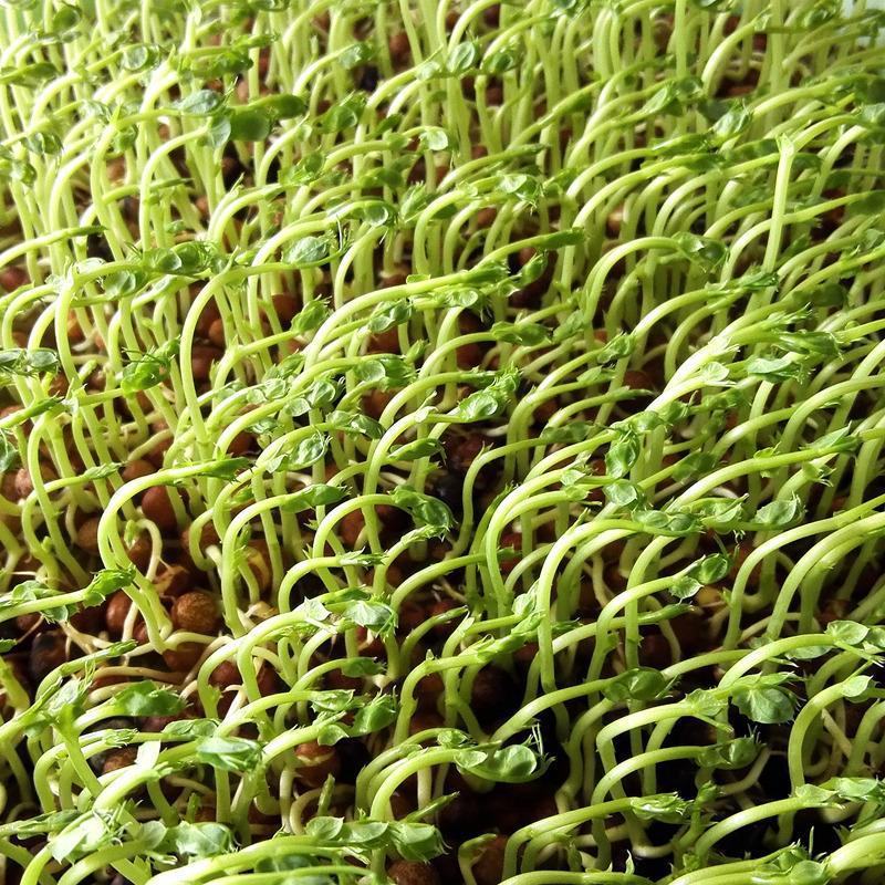 胖豆尖豌豆尖种子无须豌豆苗豌豆颠荷兰豆芽苗菜秋冬季田园