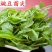 胖豆尖豌豆尖种子无须豌豆苗豌豆颠荷兰豆芽苗菜秋冬季田园