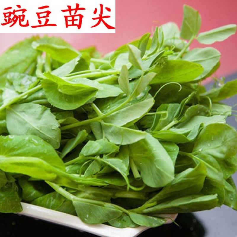 胖豆尖豌豆尖种子无须豌豆苗豌豆颠荷兰豆芽苗菜秋冬季田园