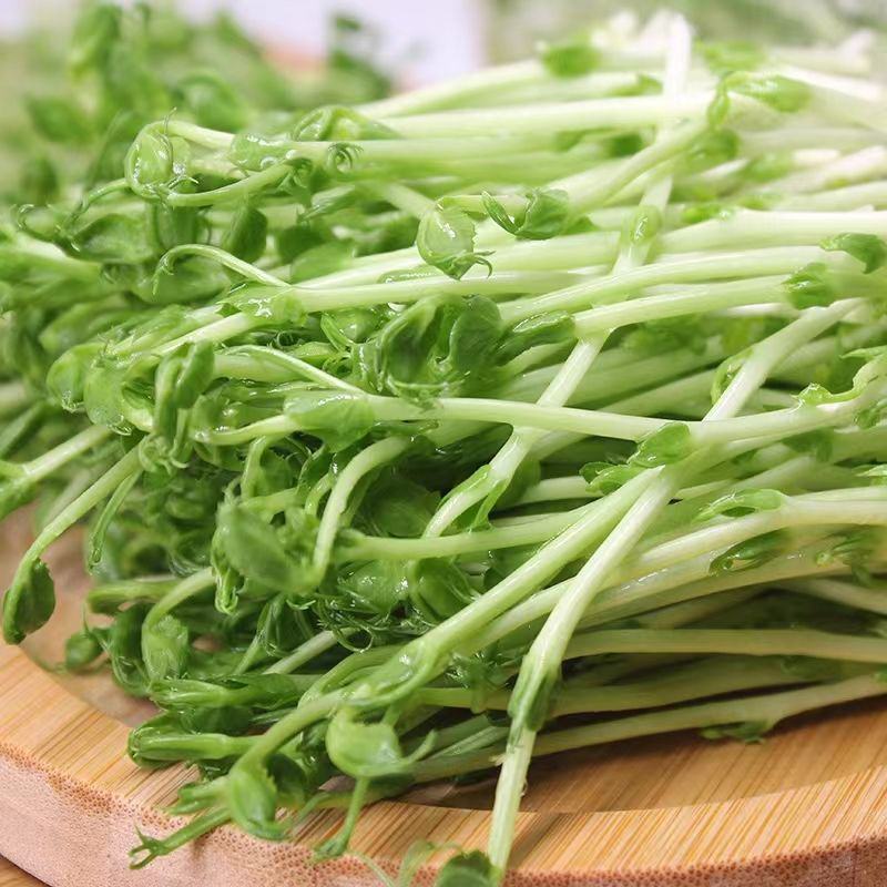 胖豆尖豌豆尖种子无须豌豆苗豌豆颠荷兰豆芽苗菜秋冬季田园