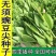 胖豆尖豌豆尖种子无须豌豆苗豌豆颠荷兰豆芽苗菜秋冬季田园