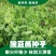 胖豆尖豌豆尖种子无须豌豆苗豌豆颠荷兰豆芽苗菜秋冬季田园