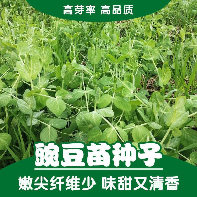 胖豆尖豌豆尖种子无须豌豆苗豌豆颠荷兰豆芽苗菜秋冬季田园