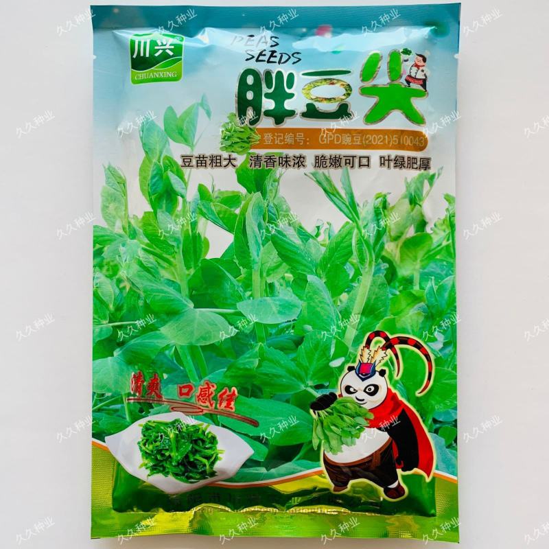 胖豆尖豌豆尖种子无须豌豆苗豌豆颠荷兰豆芽苗菜秋冬季田园