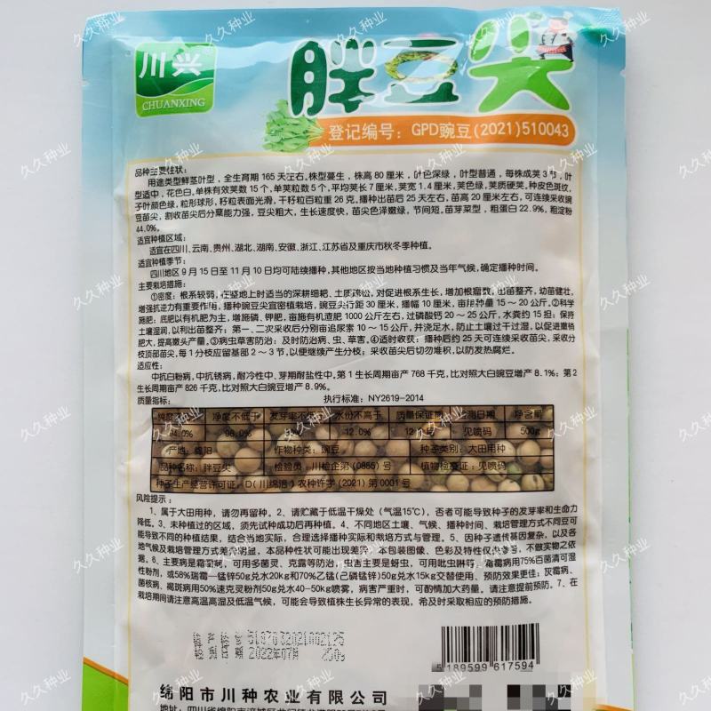 胖豆尖豌豆尖种子无须豌豆苗豌豆颠荷兰豆芽苗菜秋冬季田园
