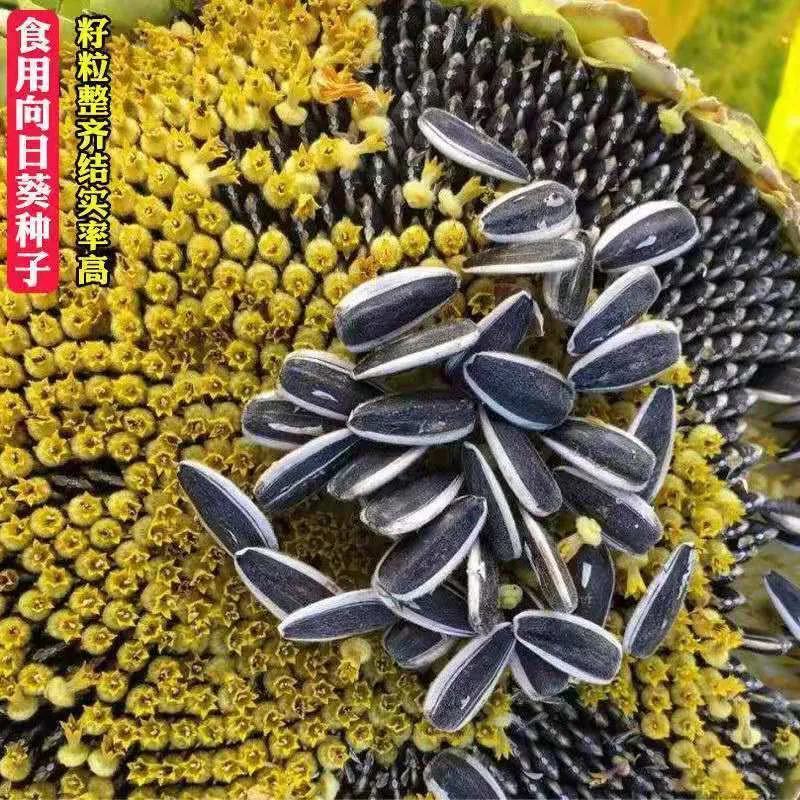 食用向日葵种子大粒葵花种籽瓜籽矮大头油葵种子高产盆栽庭院