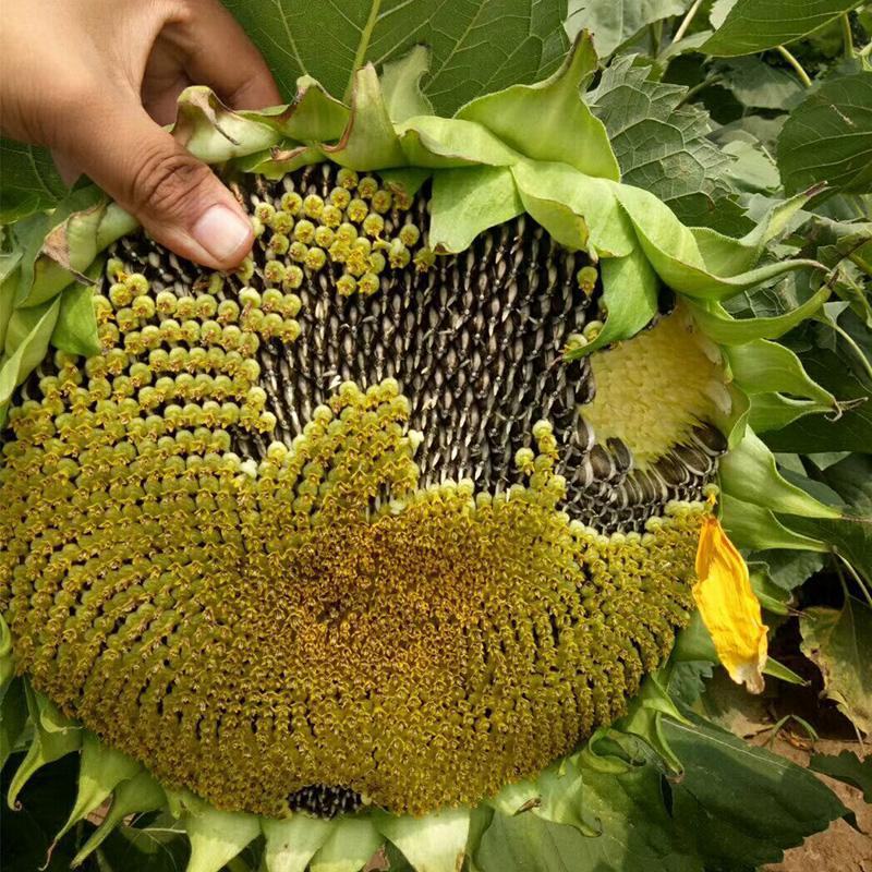 食用向日葵种子大粒葵花种籽瓜籽矮大头油葵种子高产盆栽庭院
