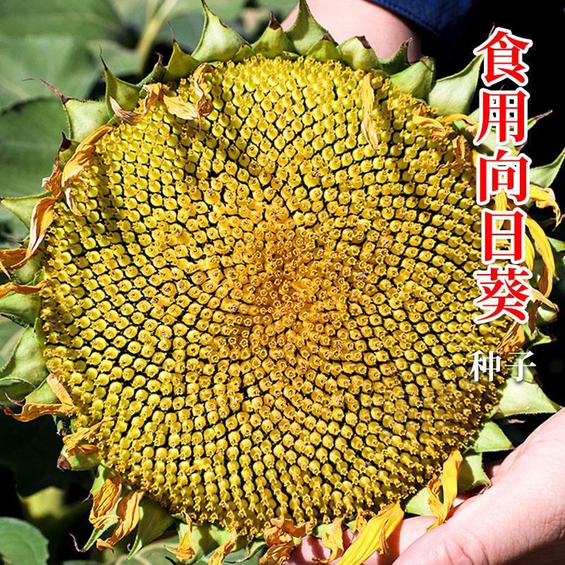 食用向日葵种子大粒葵花种籽瓜籽矮大头油葵种子高产盆栽庭院