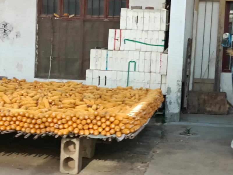 玉米，黄玉米，每天大量供应玉米，玉米棒，专业代办保质保量
