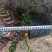孔雀竹芋盆栽花卉福建省龙岩永福镇基地批发
