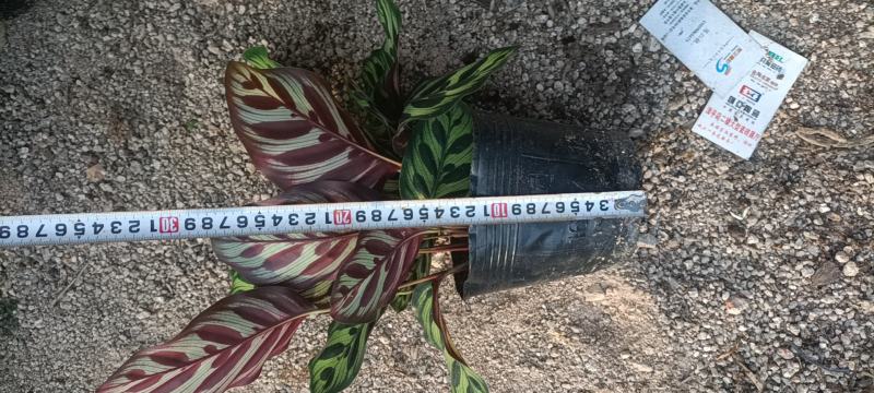 孔雀竹芋盆栽花卉福建省龙岩永福镇基地批发