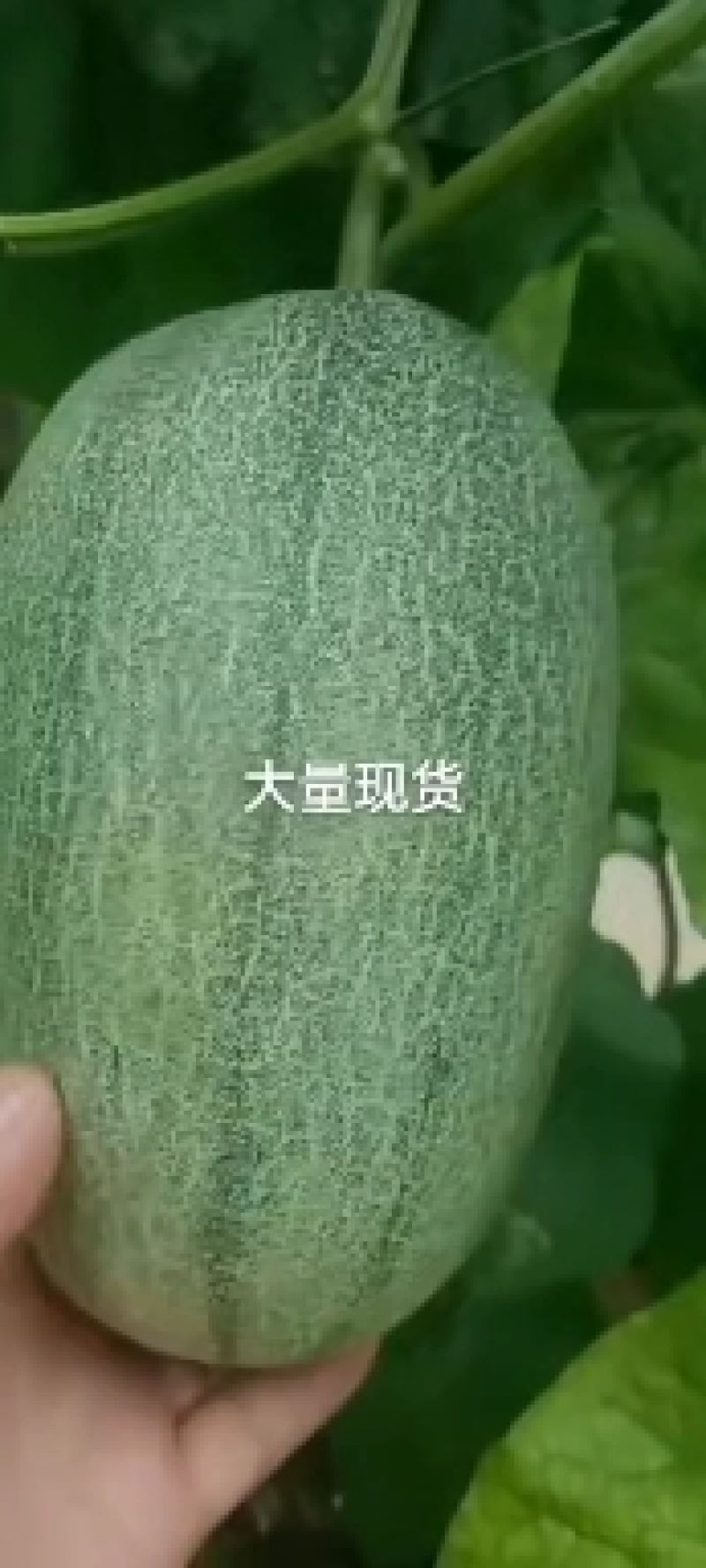 小蜜二五，有电商货，糖度高，产地支发，可以视频看货，
