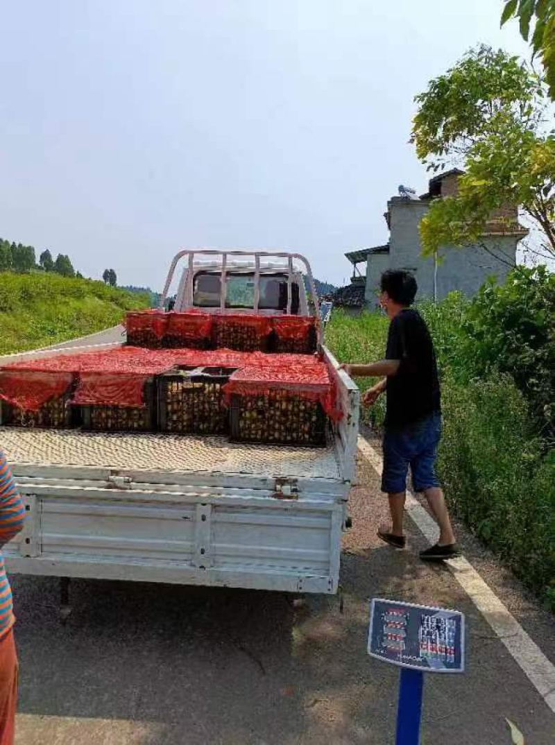 刺梨一手货源。诚信经营。