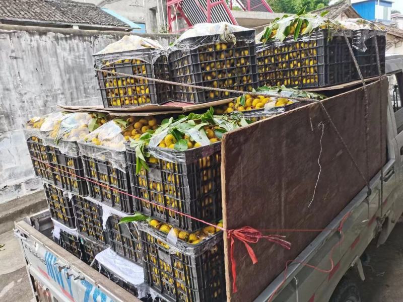 刺梨，货源充足，诚信经营，欢迎老板洽谈