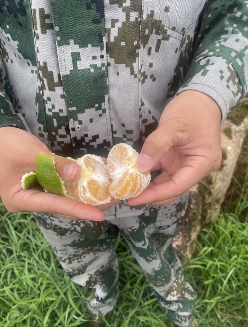 我是福建永安大分一号特早蜜橘农户，吃再多不牙酸，超级好