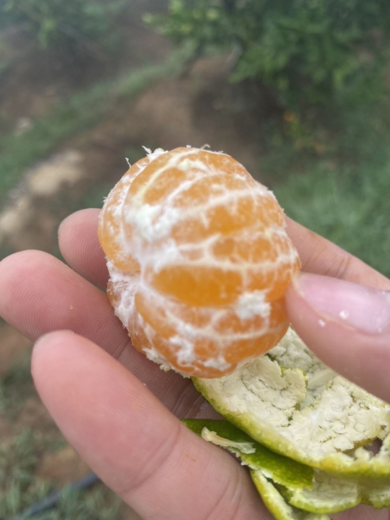 我是福建永安大分一号特早蜜橘农户，吃再多不牙酸，超级好