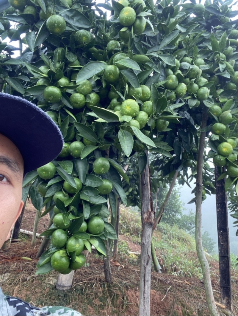 我是福建永安大分一号特早蜜橘农户，吃再多不牙酸，超级好