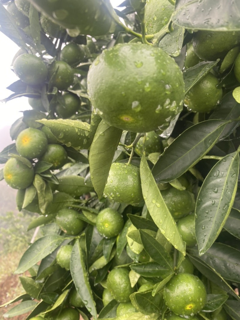 我是福建永安大分一号特早蜜橘农户，吃再多不牙酸，超级好