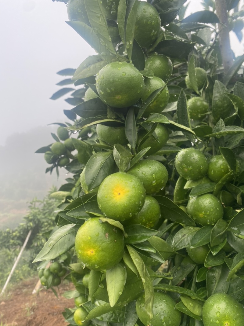 我是福建永安大分一号特早蜜橘农户，吃再多不牙酸，超级好