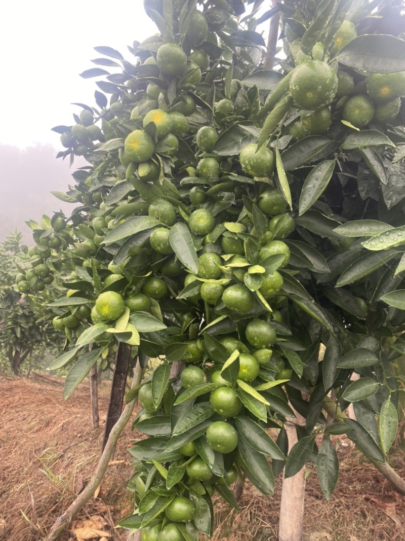我是福建永安大分一号特早蜜橘农户，吃再多不牙酸，超级好