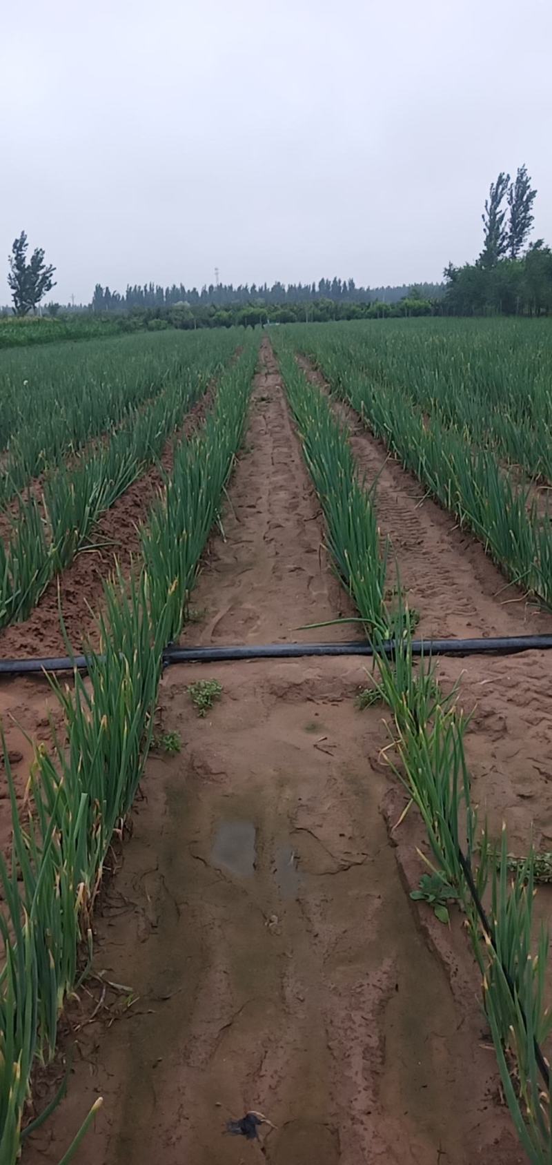 大葱批发