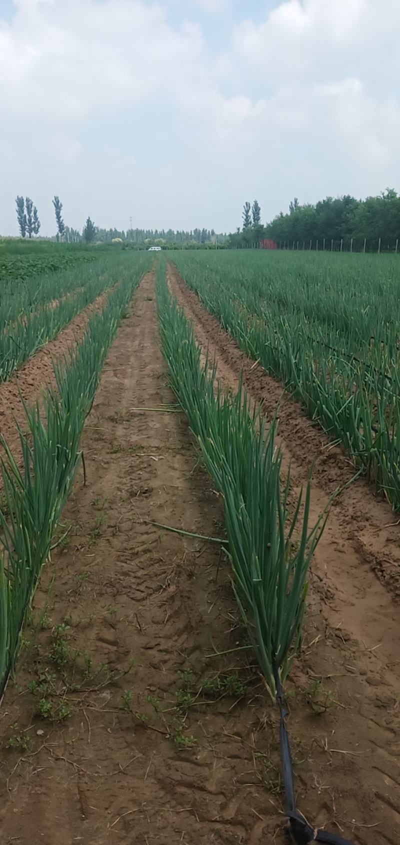 大葱批发