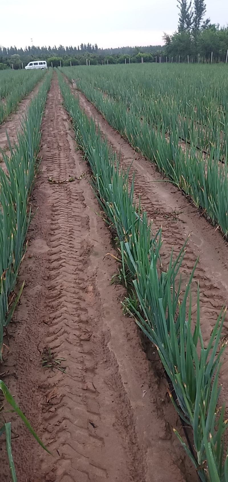 大葱批发