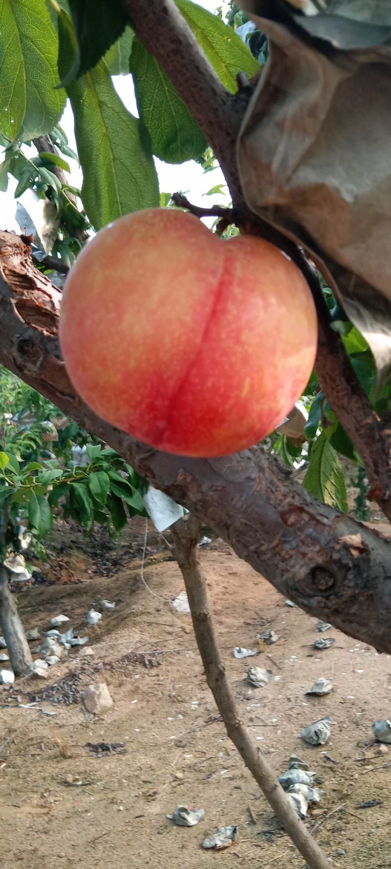 辽宁绥中红八一李子大量上市中