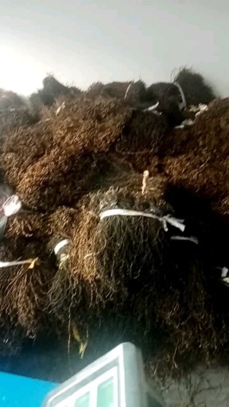 豆角大量供应干豇豆干豆角全国发货欢迎订购。