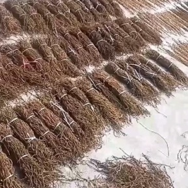 豆角大量供应干豇豆干豆角全国发货欢迎订购。