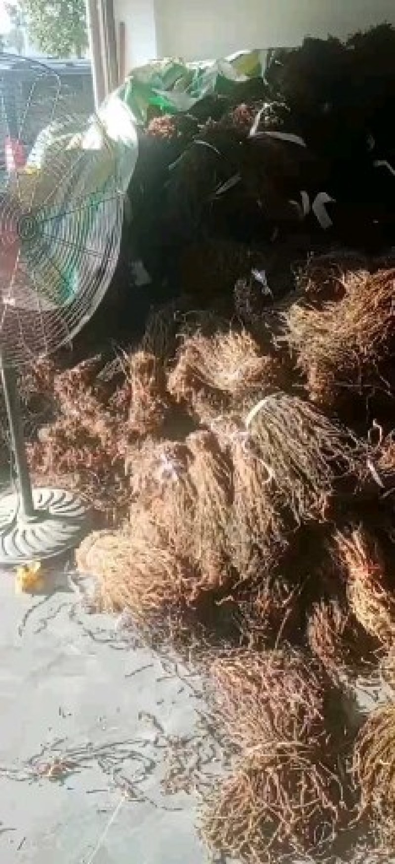 豆角大量供应干豇豆干豆角全国发货欢迎订购。