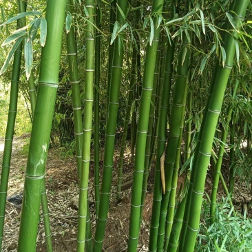 金镶玉竹银环竹紫竹黄金竹/翠竹早园竹基地直发庭院系列量大